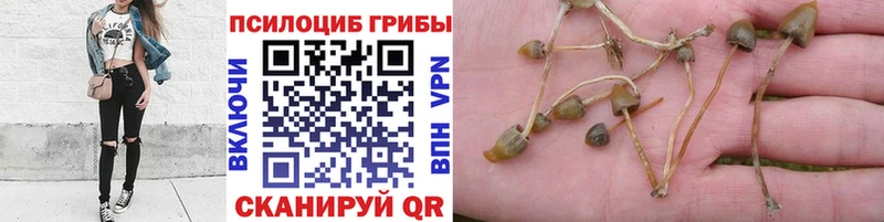 блэк спрут ссылка  Ангарск  Псилоцибиновые грибы GOLDEN TEACHER 